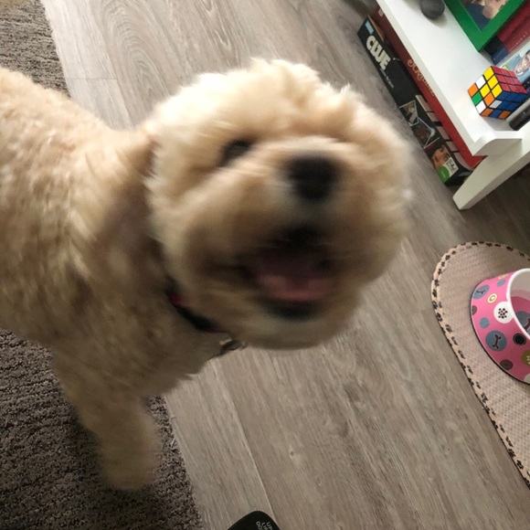 Meet your Posher, Ronna - Picture 3 of 7